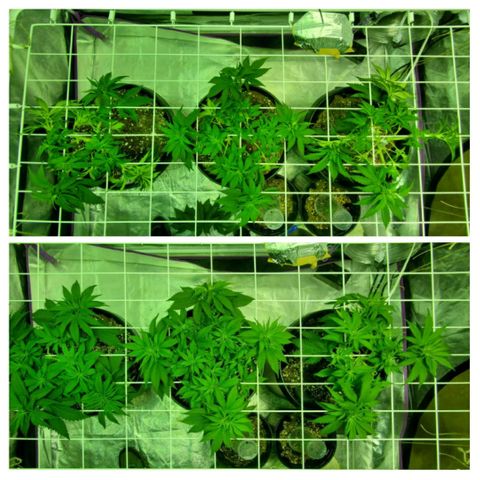#2 growlog photo: 12/28/20--12/30/20