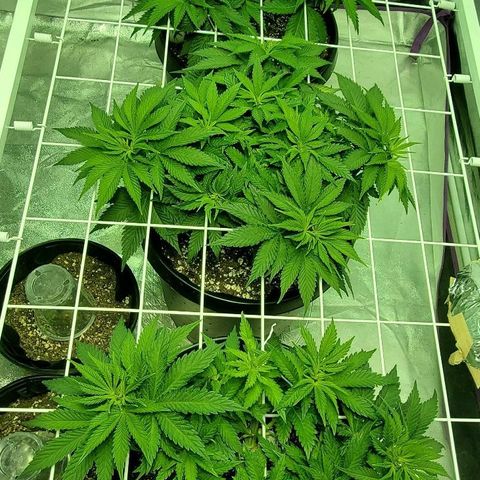 #2 growlog photo: Flip day!!🎆🍾🍾
Hopefully they'll fill the screen.
It's the first grow so it's all a learning experience. 