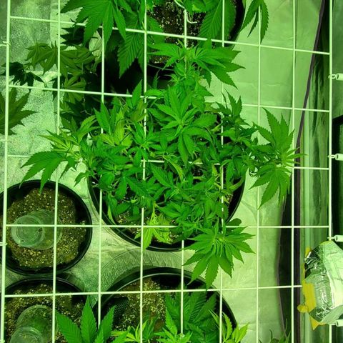 #2 growlog timeline photo