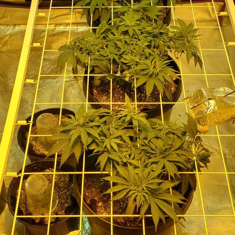 #2 growlog photo: Flip day!