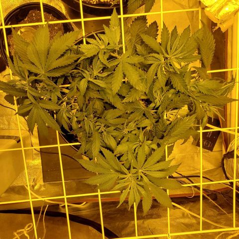 #1 growlog timeline photo