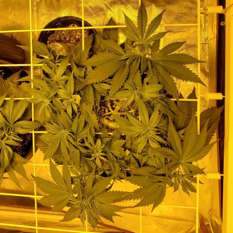 #2 growlog timeline photo