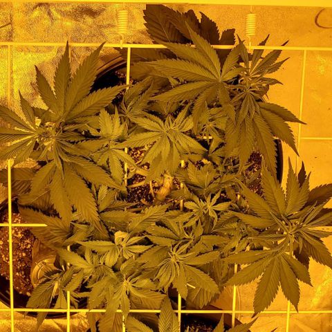 #2 growlog timeline photo