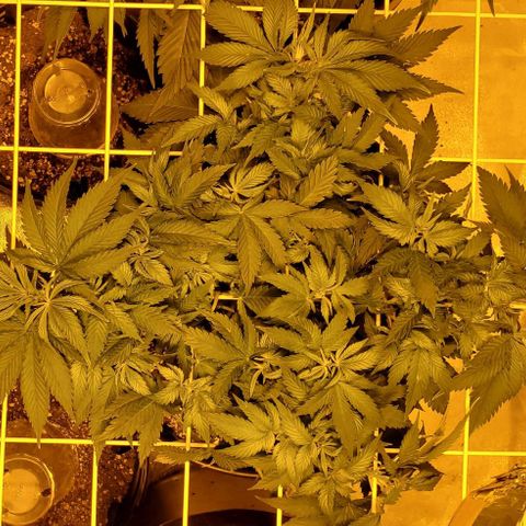 #3 growlog timeline photo