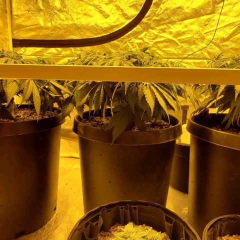 #2 growlog timeline photo