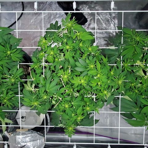 #2 growlog timeline photo