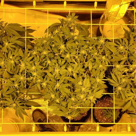 #2 growlog photo: After last, last your lol, they shot up about 2 inches on average in about 4 days. Don't want them lanky but also don't want to have to cut a ton of buds out of a metal screen.