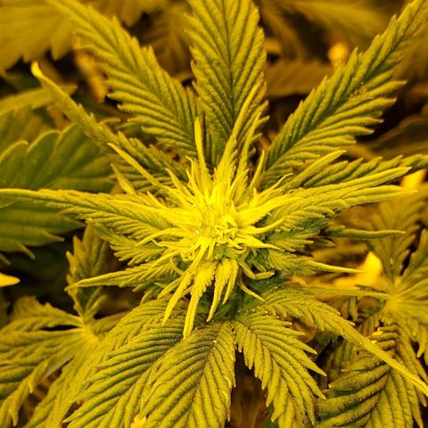 #3 growlog photo: Following well I think for 13 days after flip