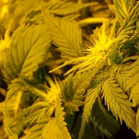 #3 growlog photo: Looking good!
