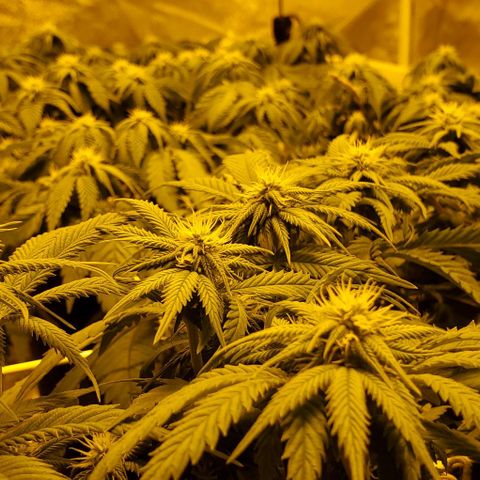 #2 growlog timeline photo