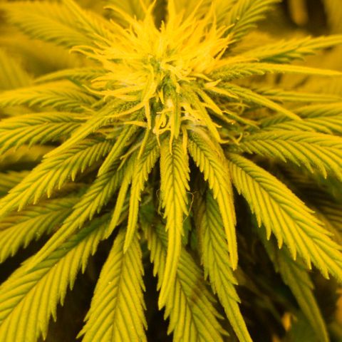 #2 growlog timeline photo