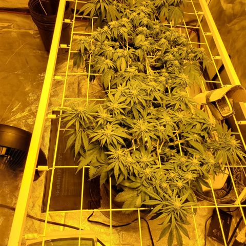 #2 growlog timeline photo