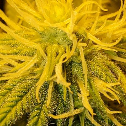 #2 growlog photo: End of 3rd week after flip. Already putting on trichomes!