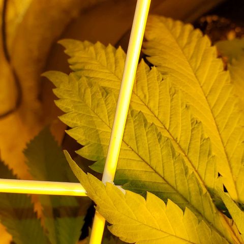 #2 growlog photo: Yellowing fan leaves, nitrogen deficiency possibly??