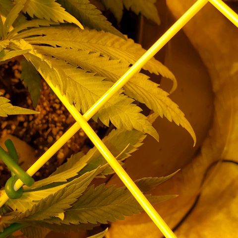 #2 growlog photo: Yellowing fan leaves, nitrogen deficiency possibly??