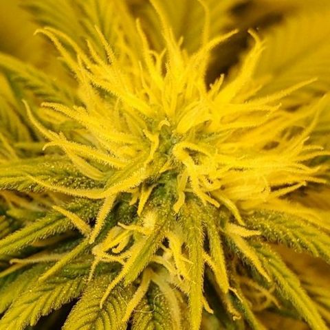 #1 growlog timeline photo