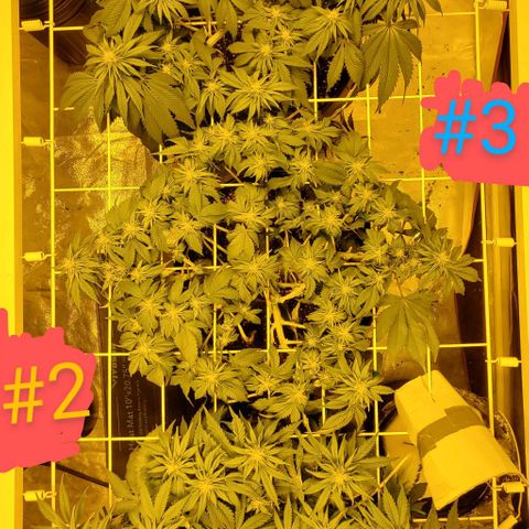 #2 growlog timeline photo