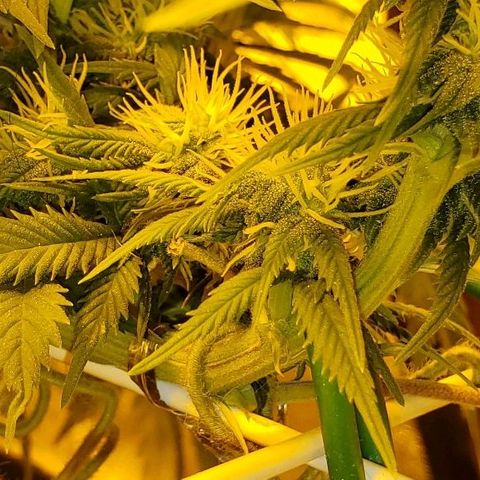 #2 growlog timeline photo