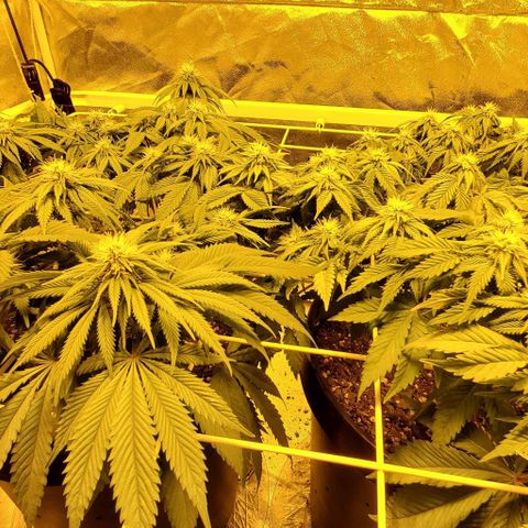 #2 growlog timeline photo