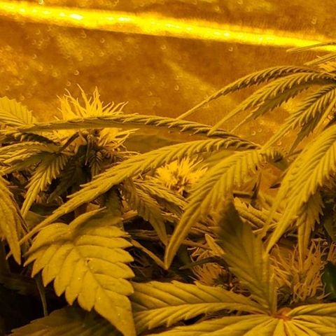 #2 growlog timeline photo