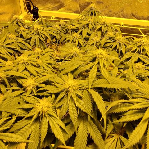 #2 growlog timeline photo