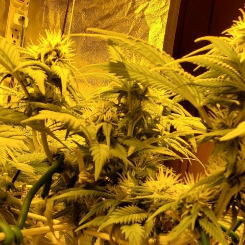 #2 growlog timeline photo