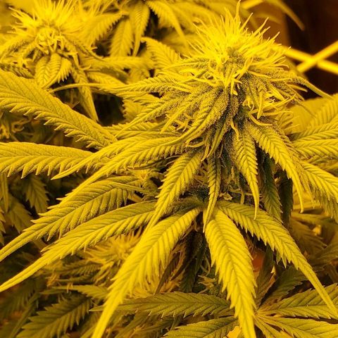 #2 growlog timeline photo