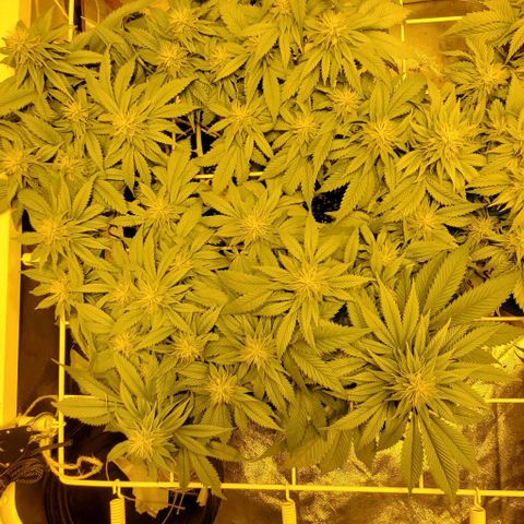 #2 growlog timeline photo