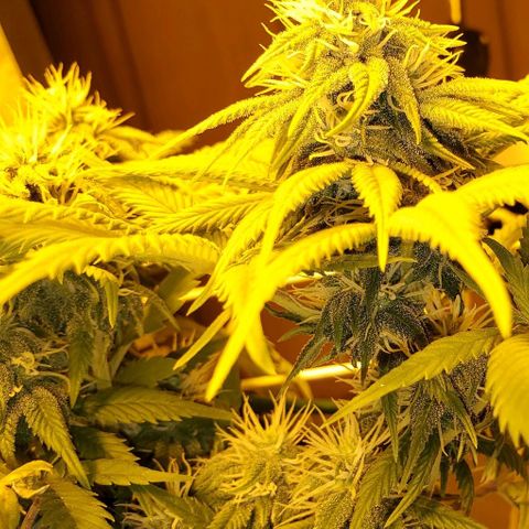 #3 growlog photo: Frosty!
