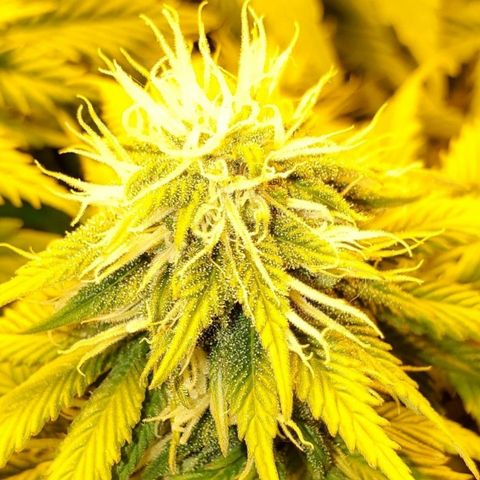 #2 growlog timeline photo