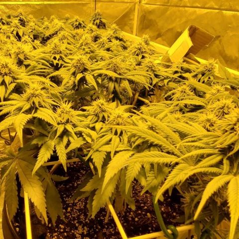 #2 growlog timeline photo