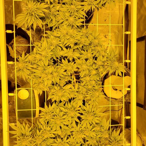 #2 growlog timeline photo