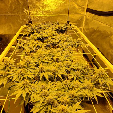 #2 growlog timeline photo