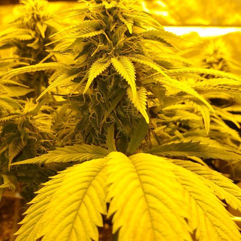 #2 growlog timeline photo