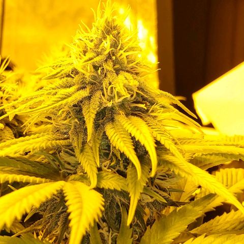 #2 growlog timeline photo