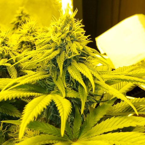 #2 growlog timeline photo