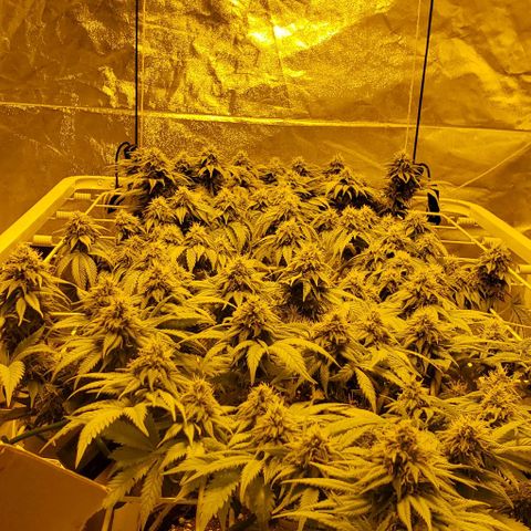 #2 growlog timeline photo