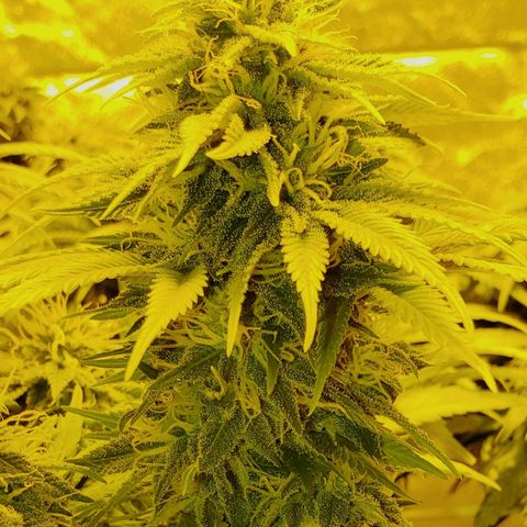 #2 growlog timeline photo