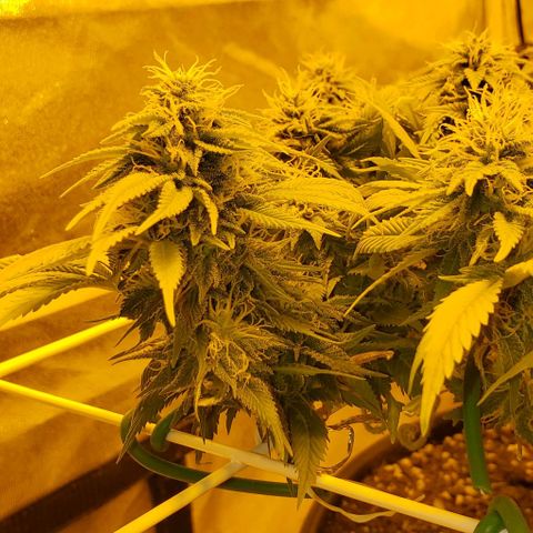 #2 growlog timeline photo