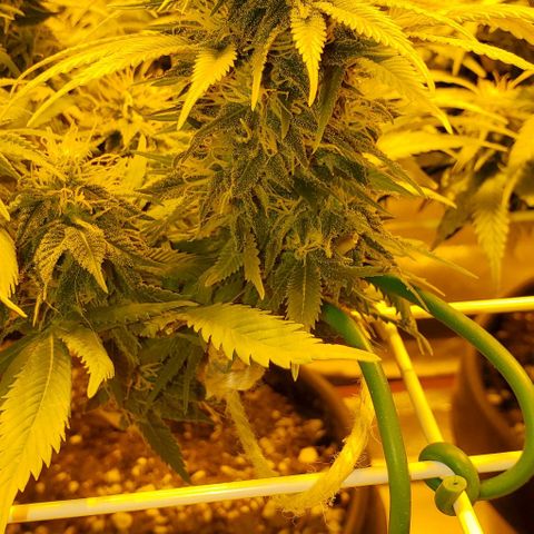 #2 growlog timeline photo