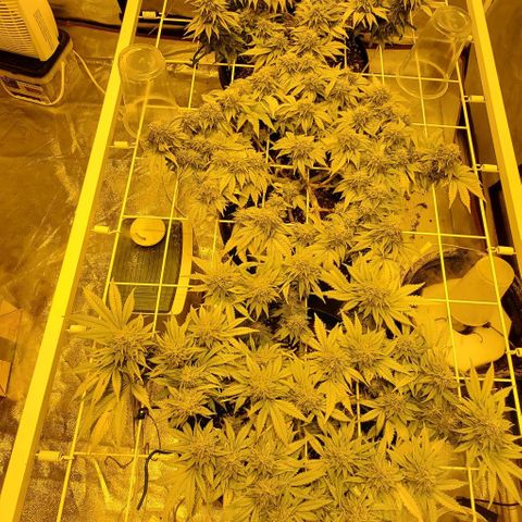 #2 growlog timeline photo