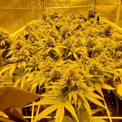 #2 growlog timeline photo