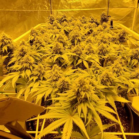 #2 growlog timeline photo