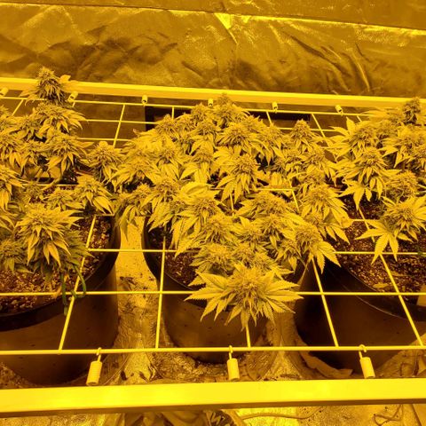 #2 growlog photo: Before defoliation