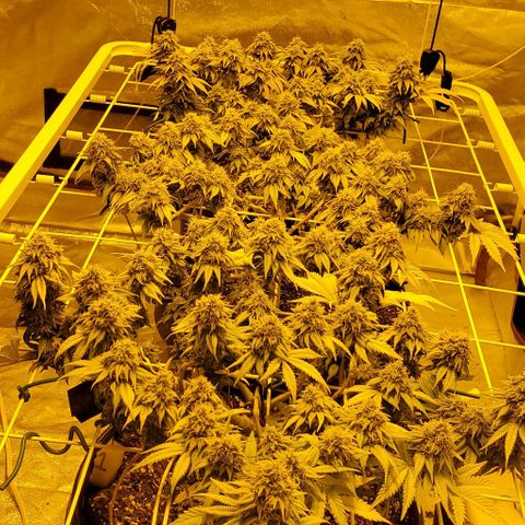#2 growlog photo: After defoliation