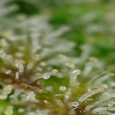 #2 growlog photo: About 80/10/10 milky/amber/clear
Average over all. 
 Waiting for 70/30 milky/amber