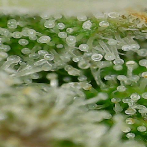 #2 growlog photo: About 80/10/10 milky/amber/clear
Average over all. 
 Waiting for 70/30 milky/amber