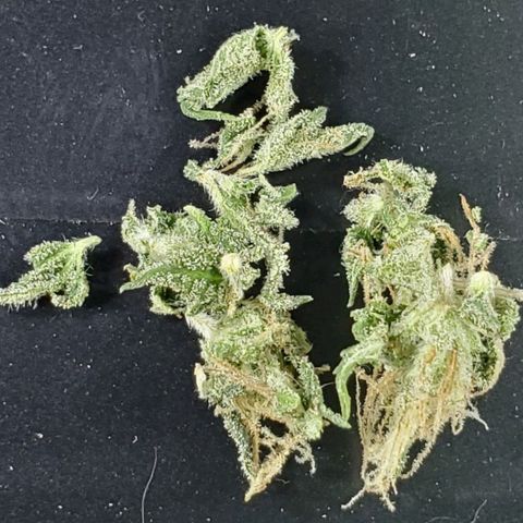 #2 growlog photo: Cut 2/9/21

That scale is fucked up. Lol
  Flavor -- 6/10 good, not hay tasting. Sage, diesel, citrus.
  Hit -- 4/10 not bad, feel it in the back of the throat, not coughy.
  High -- 6/10 not to shabby lol. Hit me quick, almost dizzy feeling. Straight to the head and no body at all. Kinda Racey