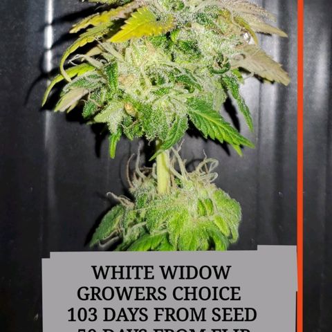 #3 growlog timeline photo