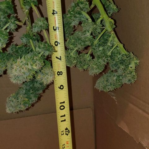 #1 growlog timeline photo